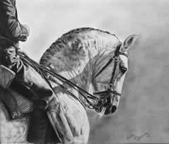 Cavalo Portugu&ecirc;s
